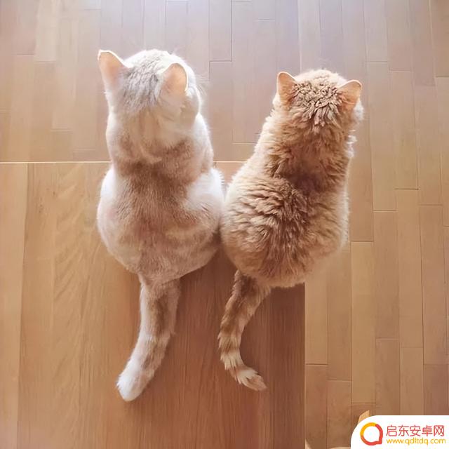 背影文案抖音短句(背影文案抖音短句伤感)