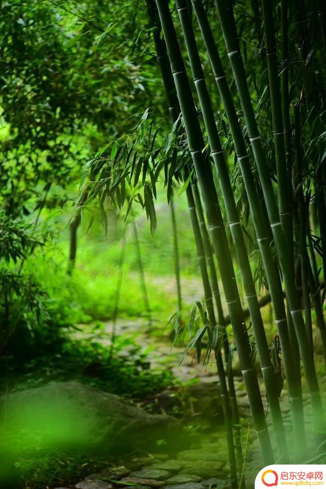 竹林深处抖音文案(竹林深处的文案)