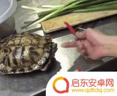 哈士奇吃饭抖音文案(哈士奇吃饭抖音文案怎么写)