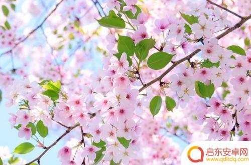 樱花校园二次元恋爱如何选择男主 猫神如何在樱花校园模拟器中谈恋爱
