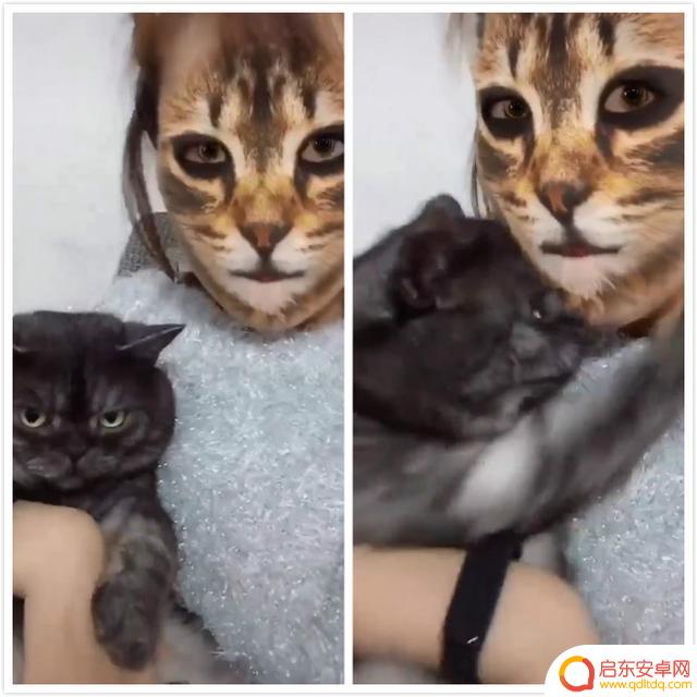 抖音猫咪老虎滤镜(抖音猫照镜子画老虎的图片)