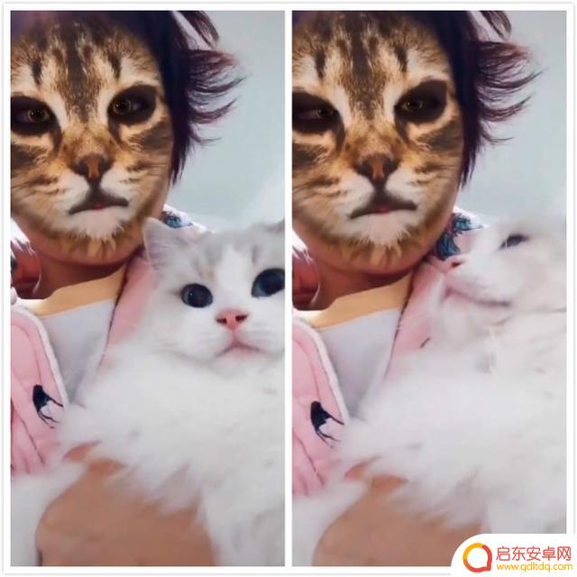 抖音猫咪老虎滤镜(抖音猫照镜子画老虎的图片)