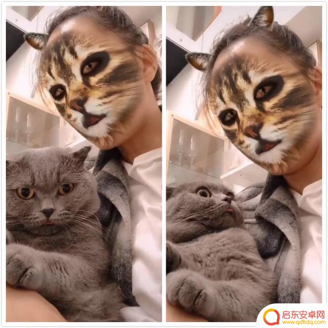 抖音猫咪老虎滤镜(抖音猫照镜子画老虎的图片)