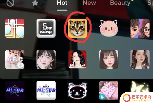 抖音猫咪老虎滤镜(抖音猫照镜子画老虎的图片)
