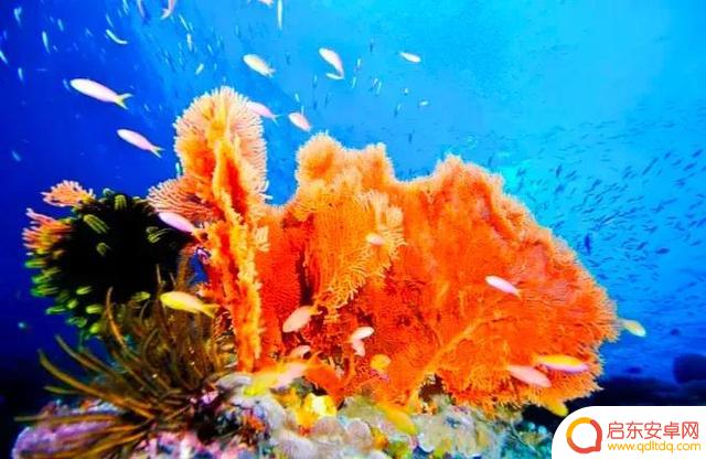 海底景色抖音文案(海底美景朋友圈说说)