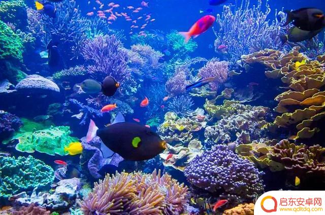 海底景色抖音文案(海底美景朋友圈说说)