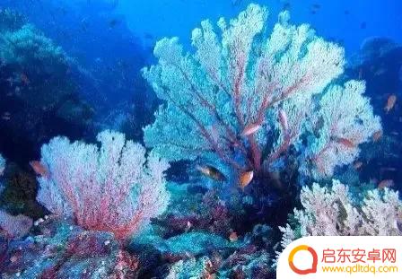 海底景色抖音文案(海底美景朋友圈说说)