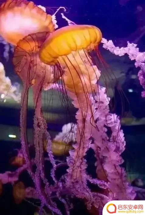 海底景色抖音文案(海底美景朋友圈说说)
