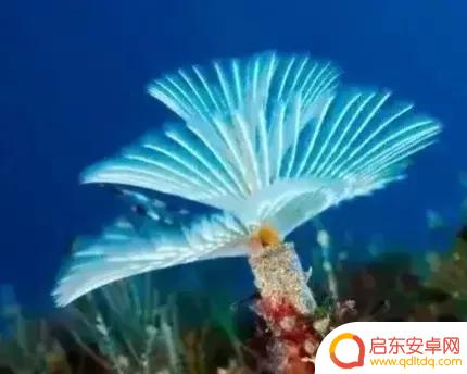 海底景色抖音文案(海底美景朋友圈说说)