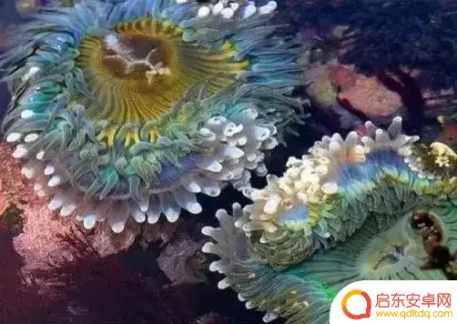 海底景色抖音文案(海底美景朋友圈说说)