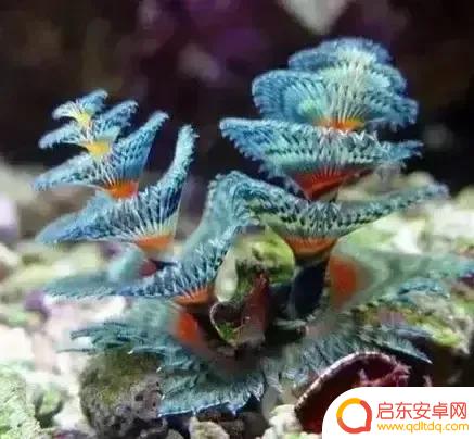 海底景色抖音文案(海底美景朋友圈说说)