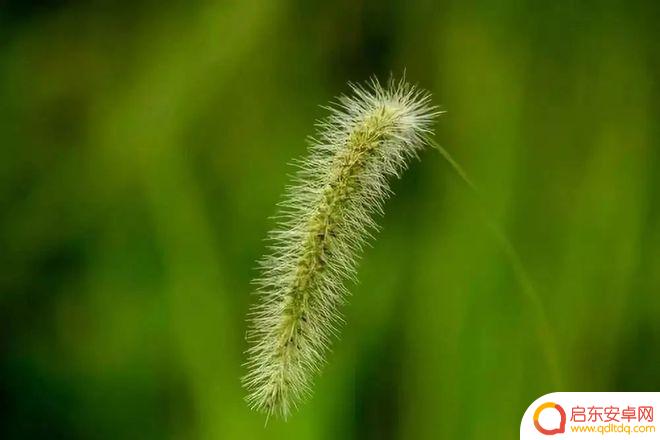 手机如何快速拍摄虚化背景 手机拍照如何实现背景虚化
