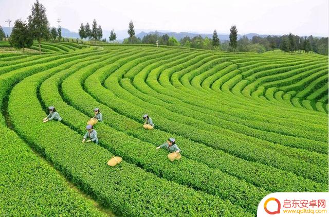 宜宾茶叶抖音文案(抖音茶叶文案标题)