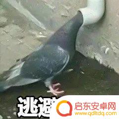 抖音快手美女拍照(抖音快手美女拍照怎么拍)