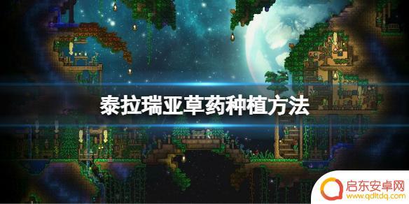 泰拉瑞亚藤蔓怎么种植 《泰拉瑞亚》草药种植攻略