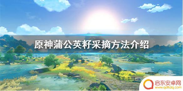 原神采摘蒲公英籽 原神手游蒲公英籽采摘攻略