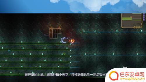 泰拉瑞亚花朵袋 泰拉瑞亚花苞探测器怎么用