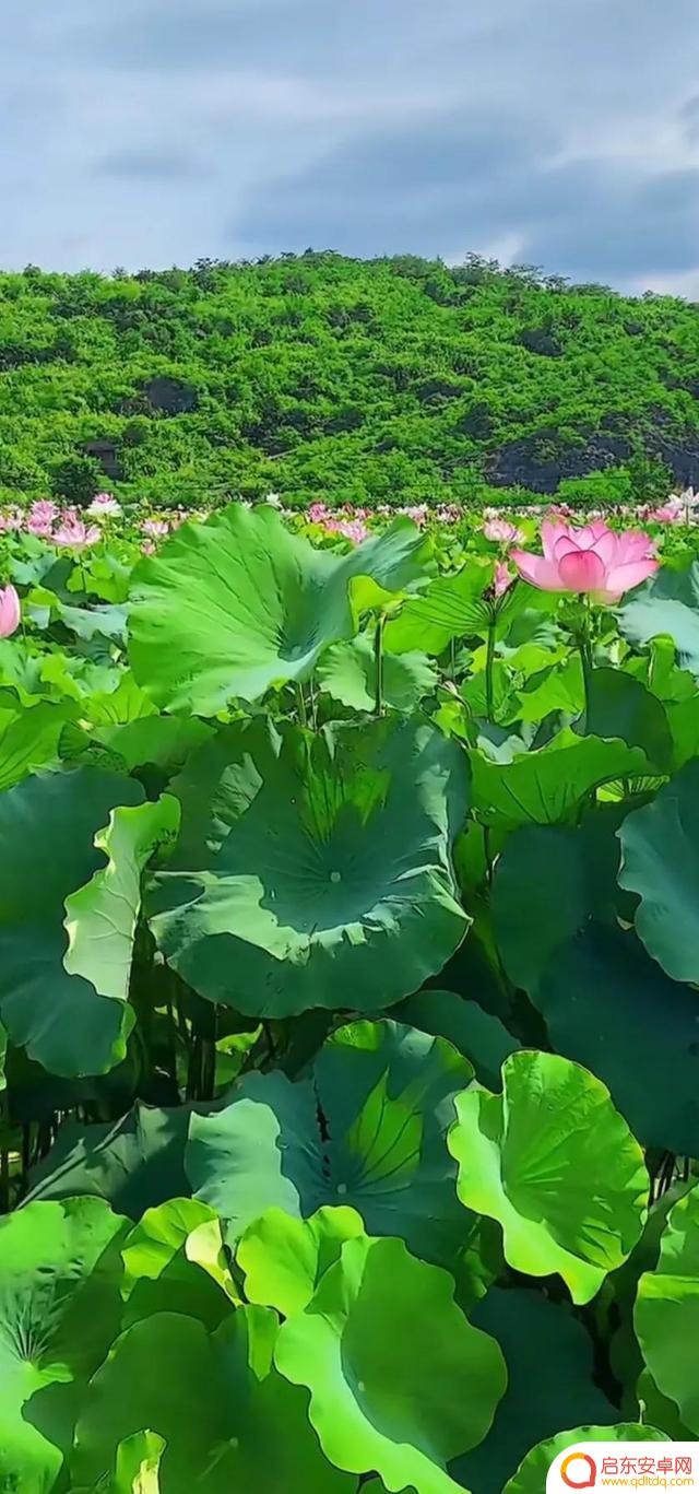 抖音最美河塘图片(抖音50个最美地方原图)