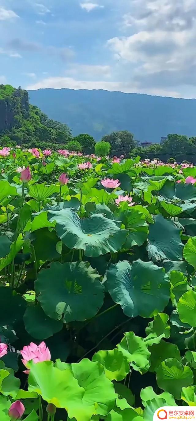 抖音最美河塘图片(抖音50个最美地方原图)