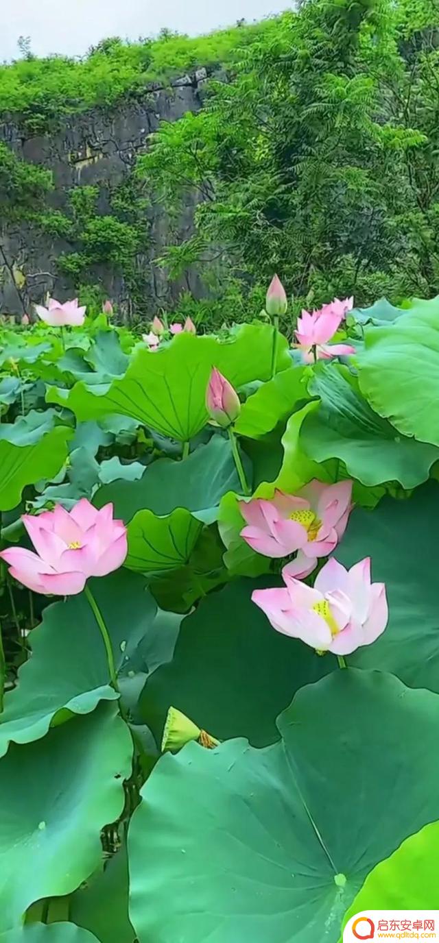 抖音最美河塘图片(抖音50个最美地方原图)