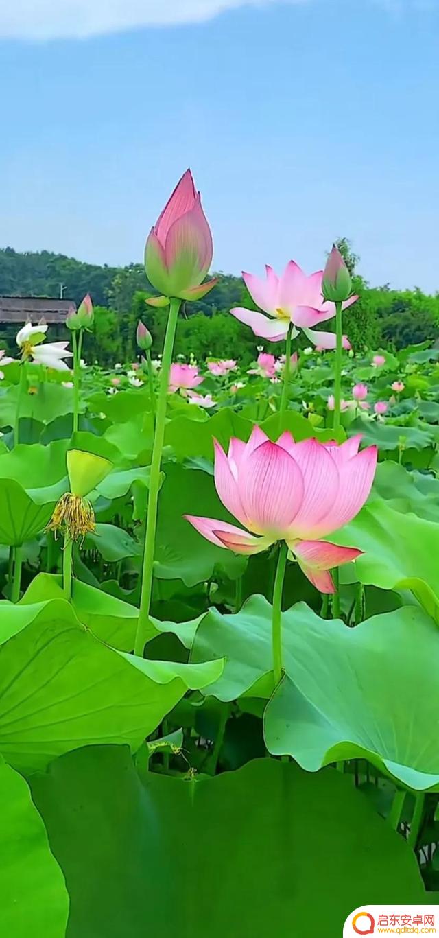 抖音最美河塘图片(抖音50个最美地方原图)