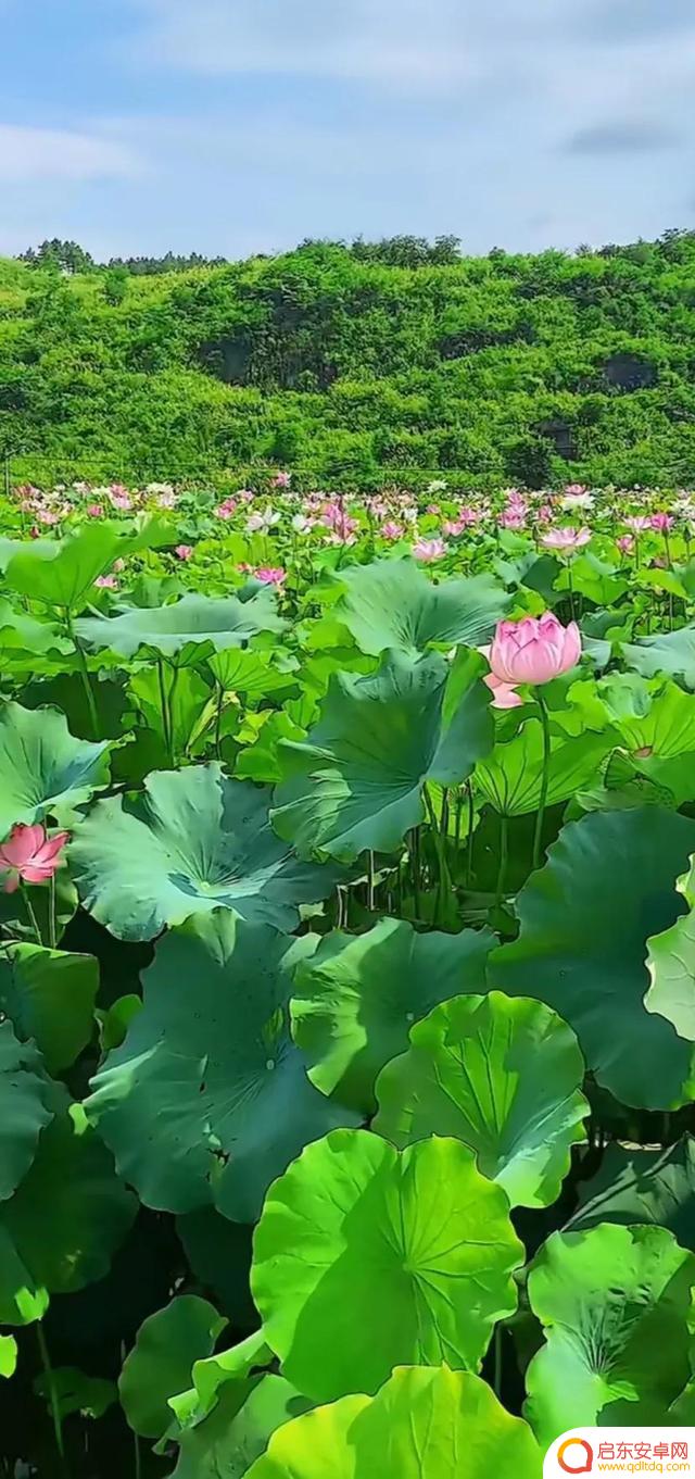 抖音最美河塘图片(抖音50个最美地方原图)