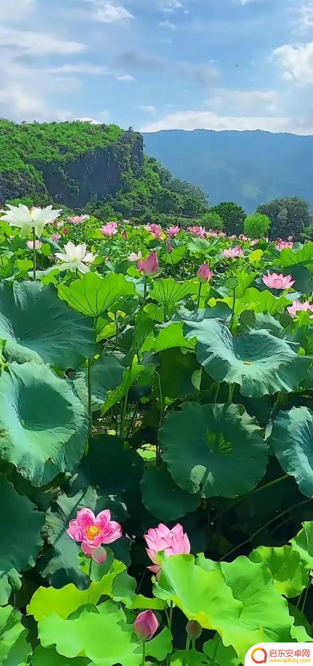 抖音最美河塘图片(抖音50个最美地方原图)