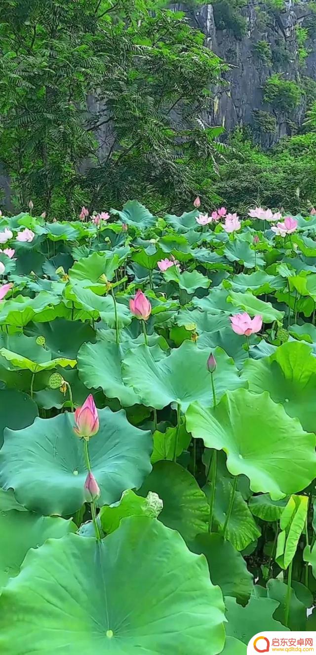 抖音最美河塘图片(抖音50个最美地方原图)