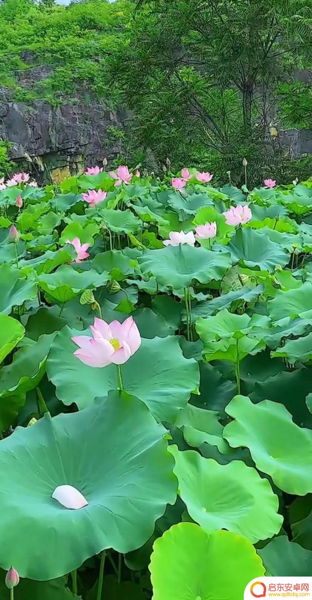 抖音最美河塘图片(抖音50个最美地方原图)