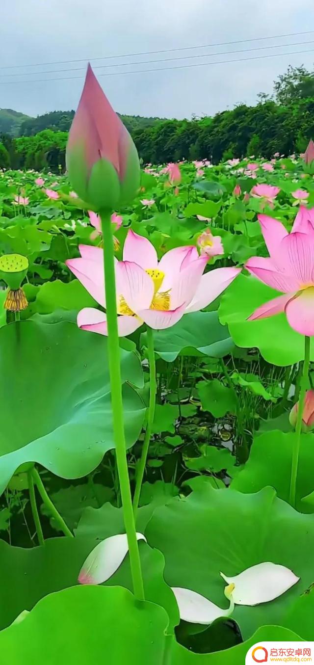抖音最美河塘图片(抖音50个最美地方原图)