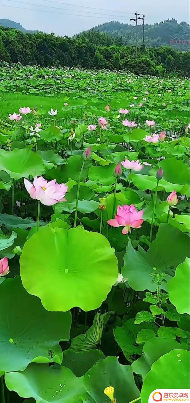 抖音最美河塘图片(抖音50个最美地方原图)