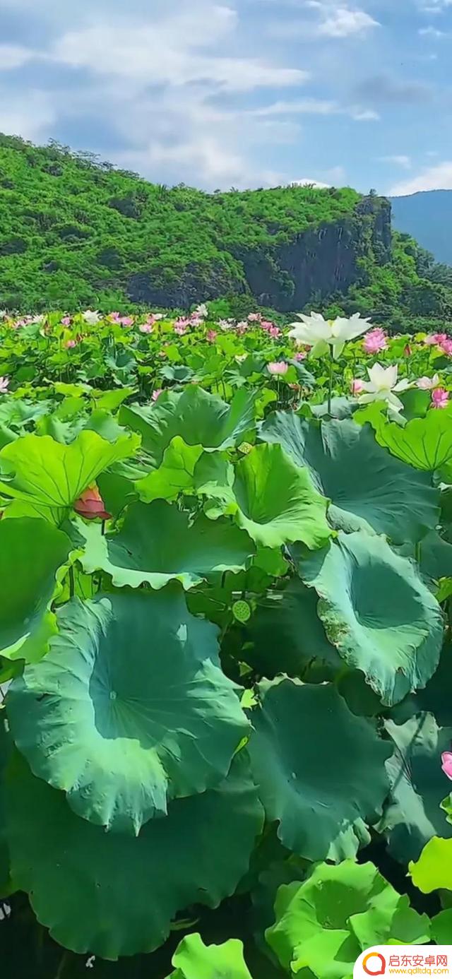 抖音最美河塘图片(抖音50个最美地方原图)