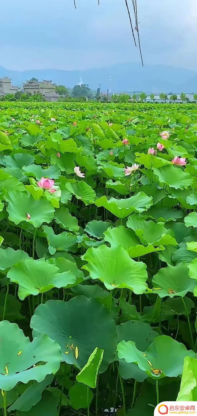 抖音最美河塘图片(抖音50个最美地方原图)