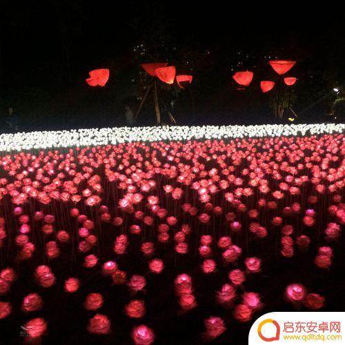 抖音发光玫瑰公园(抖音发光玫瑰公园是真的吗)