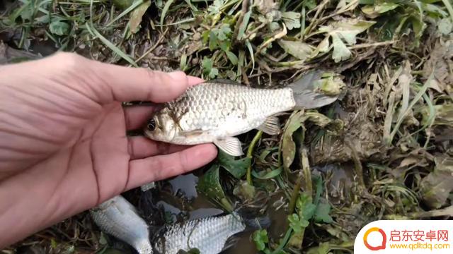 抖音小熊垂钓中心(抖音小熊垂钓中心是真的吗)