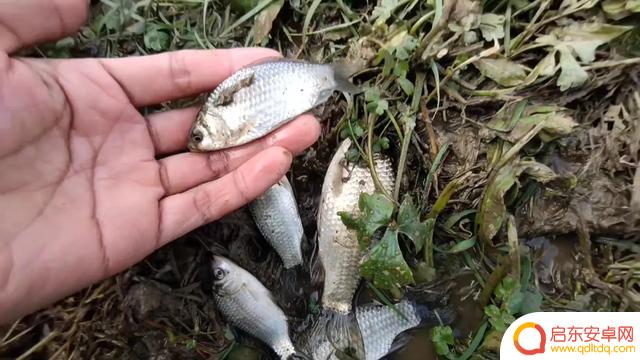 抖音小熊垂钓中心(抖音小熊垂钓中心是真的吗)