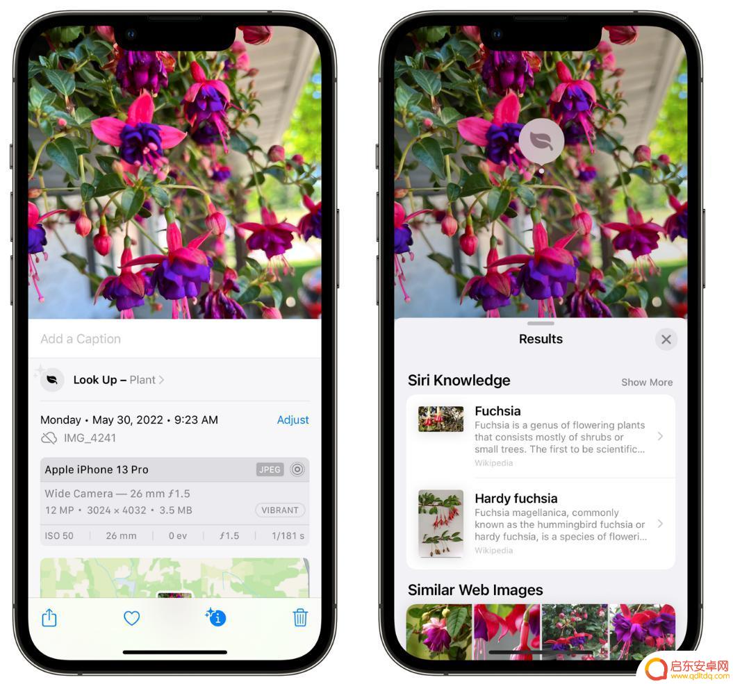 手机怎么查找花卉盆栽 iPhone 相机如何帮助识别花卉植物
