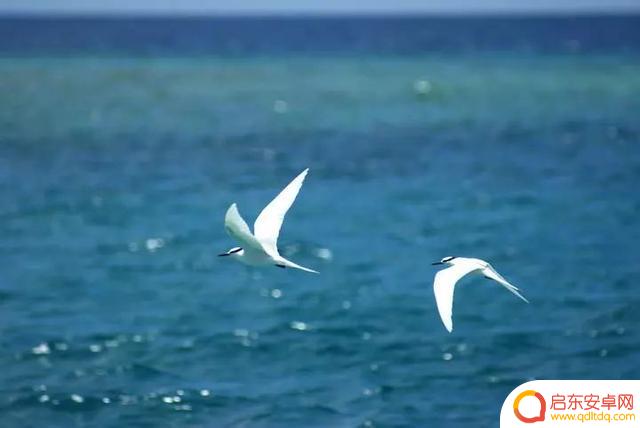 海燕朗诵原文抖音(海燕朗诵)