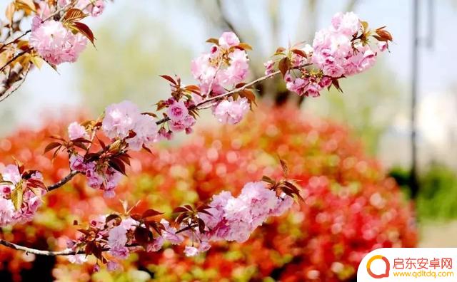 樱花拍照抖音文案(樱花拍照抖音文案怎么写)