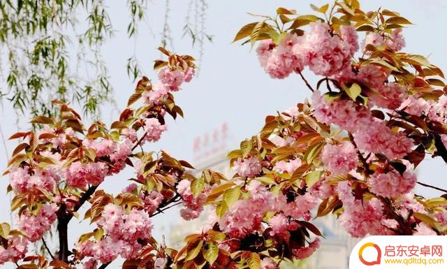 樱花拍照抖音文案(樱花拍照抖音文案怎么写)
