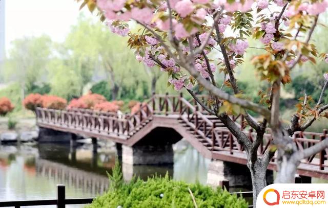 樱花拍照抖音文案(樱花拍照抖音文案怎么写)