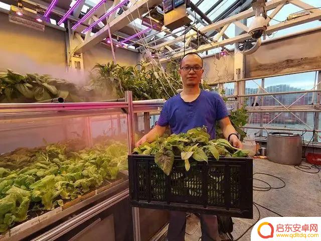 抖音蔬菜大棚模特文案(蔬菜大棚的文案)