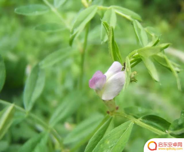 抖音蔬菜大棚模特文案(蔬菜大棚的文案)