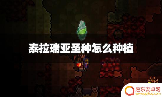 泰拉瑞亚如何找到圣种 泰拉瑞亚圣种种植技巧