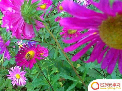 蜜蜂采蜜手机怎么拍照 蜜蜂采蜜的过程