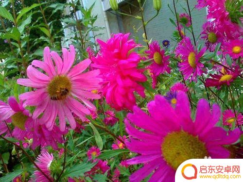 蜜蜂采蜜手机怎么拍照 蜜蜂采蜜的过程