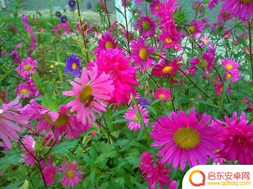 蜜蜂采蜜手机怎么拍照 蜜蜂采蜜的过程