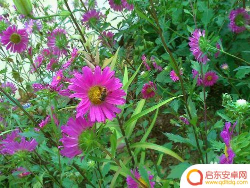 蜜蜂采蜜手机怎么拍照 蜜蜂采蜜的过程