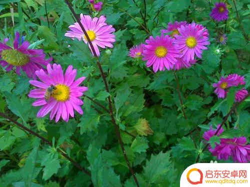 蜜蜂采蜜手机怎么拍照 蜜蜂采蜜的过程
