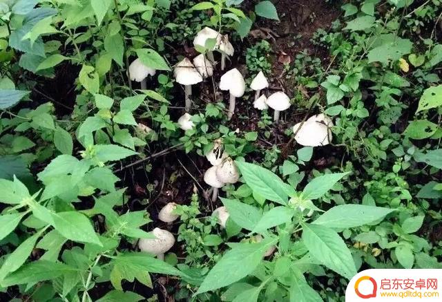 抖音小王蜀叔喷射(抖音小王蜀叔视频)